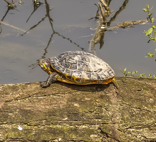 Trachemys scripta scripta